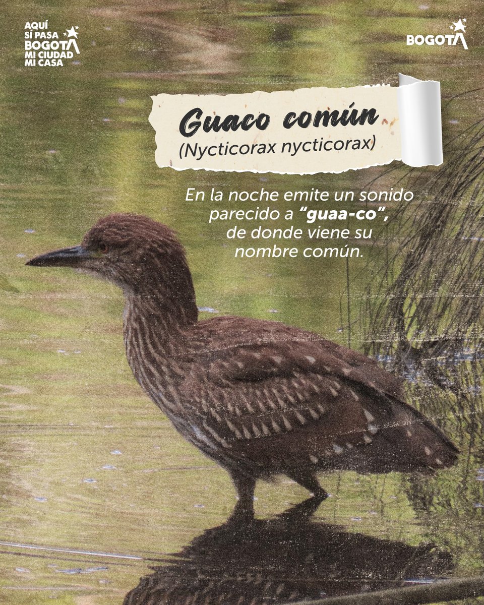 Ambientebogota's tweet image. 🐣 #MeetTheTeam: La generación de nuestros humedales. 🌿
En el corazón de la ciudad, donde el agua y el verde se encuentran, hay un equipo trabajando 24/7 por el equilibrio de nuestra casa. Hoy queremos que conozcan al combo que mantiene vivo nuestros ecosistemas: la fauna bebé