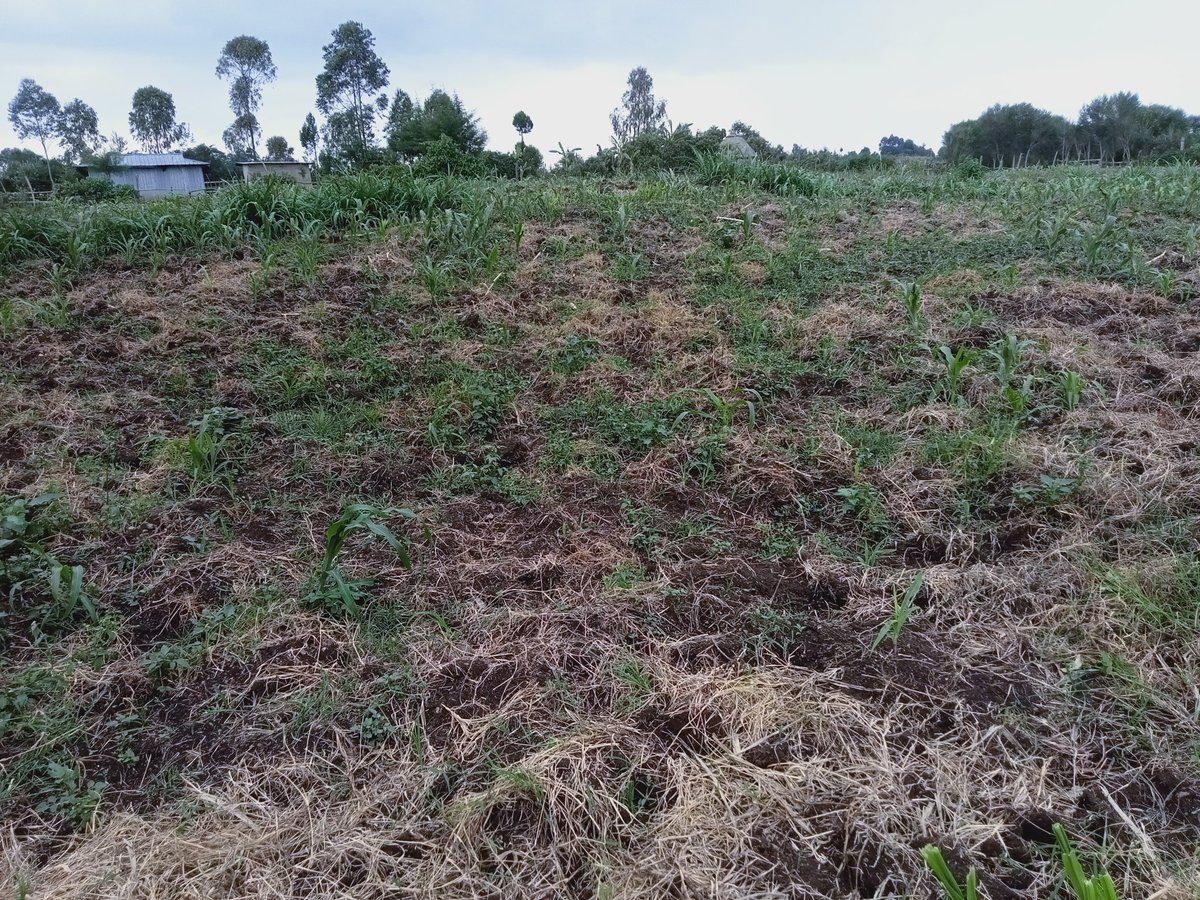 FHomeconnect's tweet photo. Good Morning and Happy New Week!

This Farm Land is still available;
~ Approx. 4 Acres
~ Fertile loam soils
~ Few KMs from Tarmac
~ Title deed available
~ Favourable weather for farming
~ In #NarokSouth 

View it Kesho!!

CALL, TEXT or WHATSAPP;
      0713 805 805. https://t.co/vIx9NbczTK