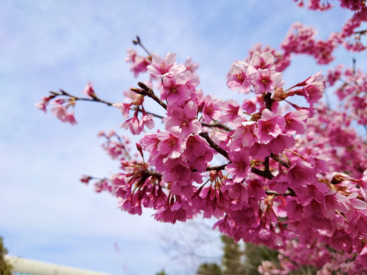 今日のお散歩風景。
河津桜がきれいに咲いていました。