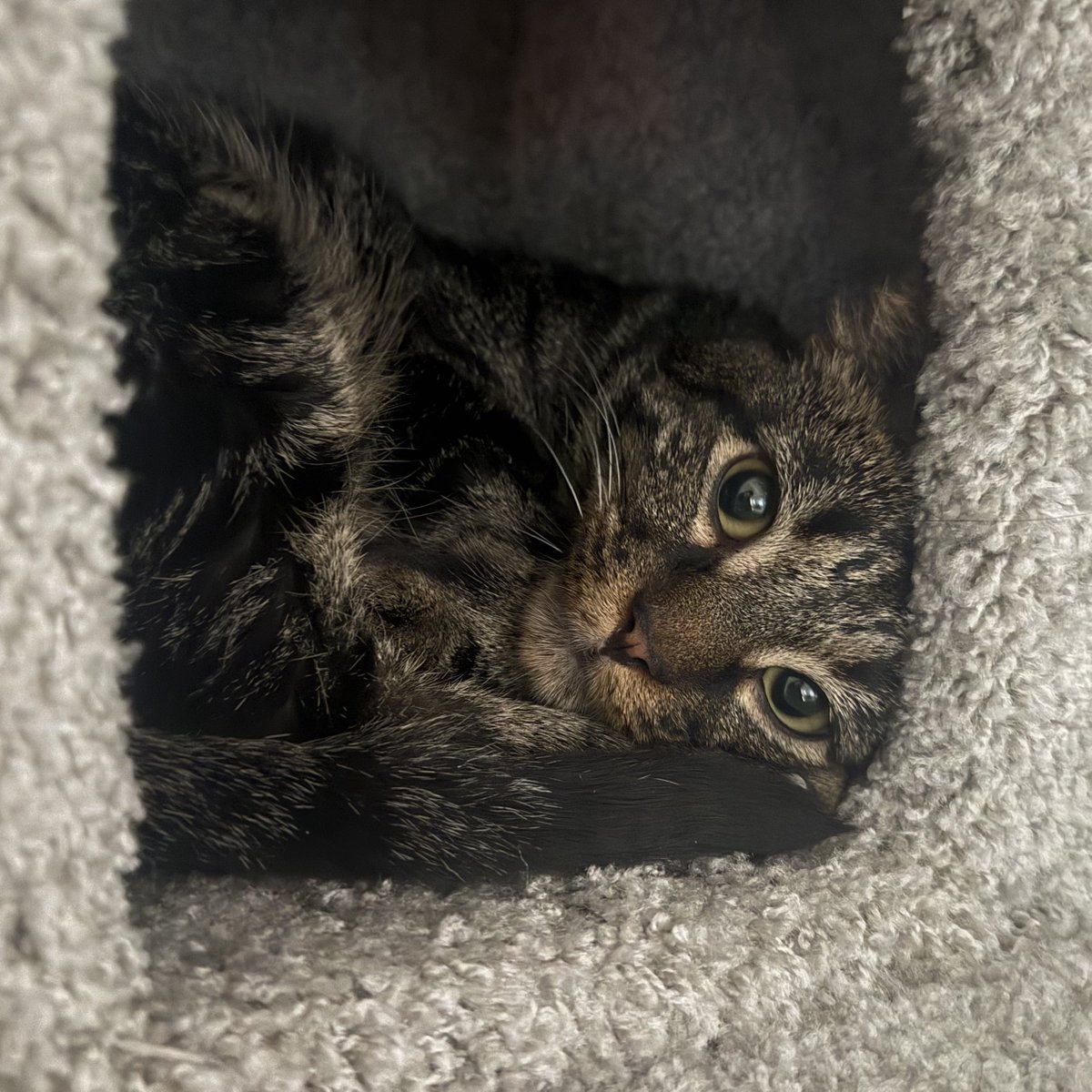 Olya Tanner tweet media