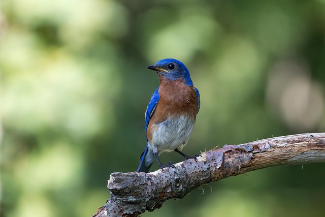 Alyssa Allen tweet media