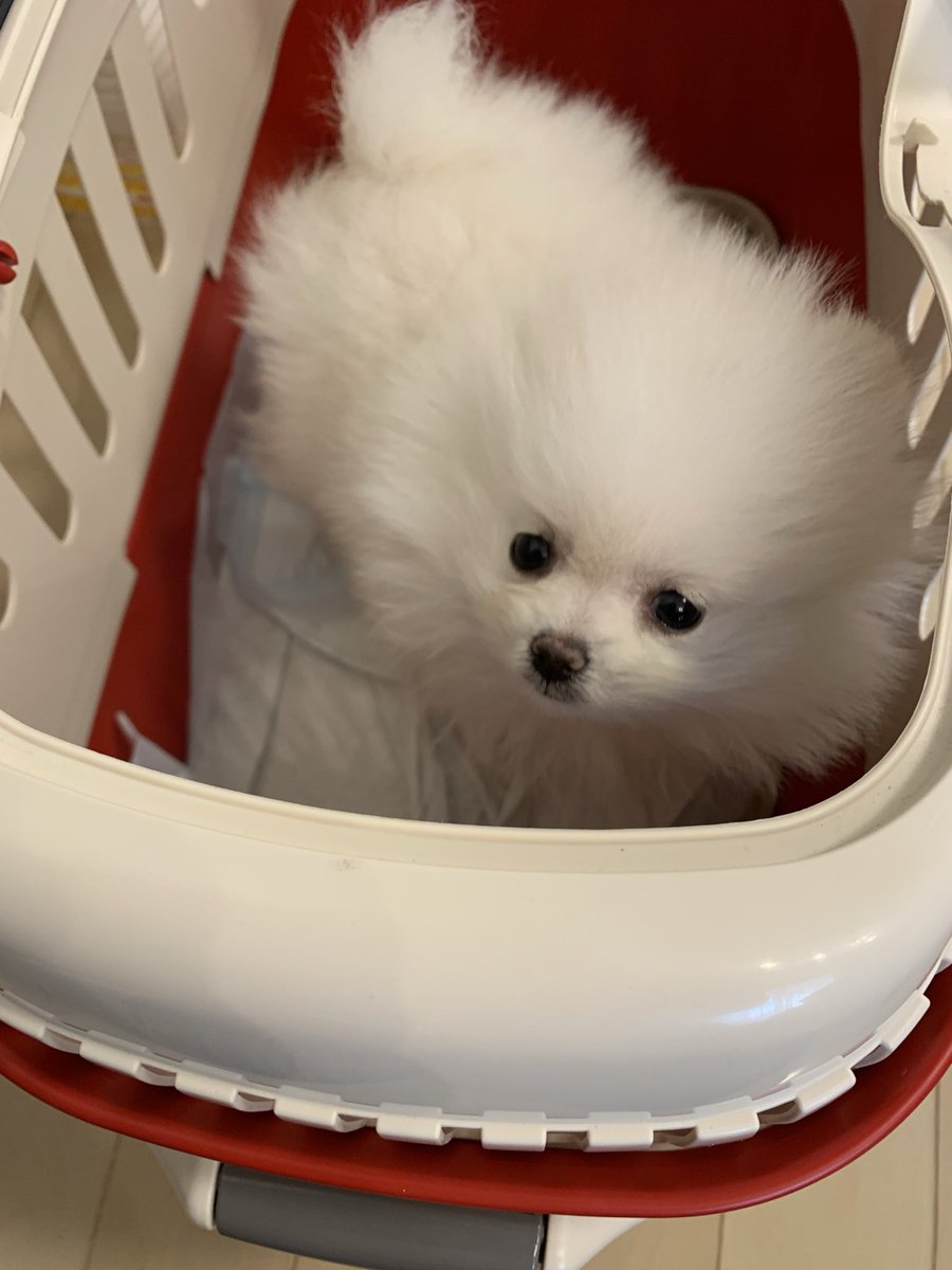 mochuzo's tweet photo. 新しい家族です
そして初お漏らし
#ポメ #頑張って一緒に生きていこう https://t.co/3kmpDrsGOk