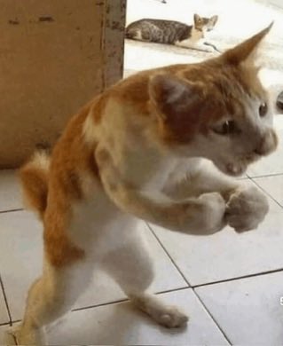 coyified tweet media