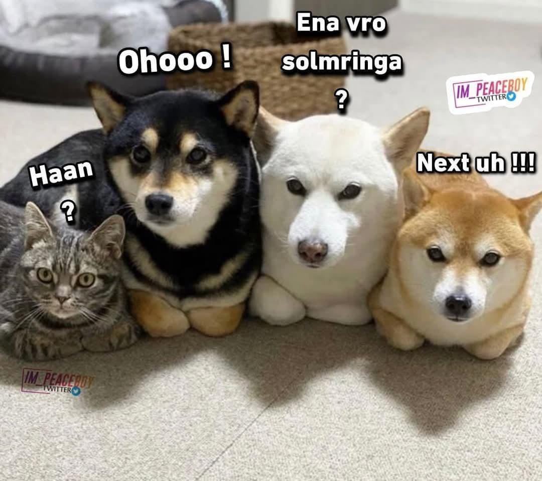 Reclusive Bear tweet media