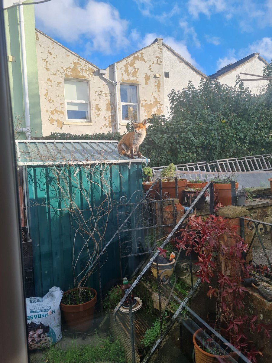 Chris Packham tweet media