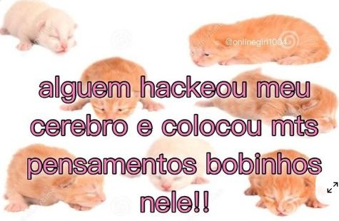 perfil dedicado a gatinhos e peitos tweet media