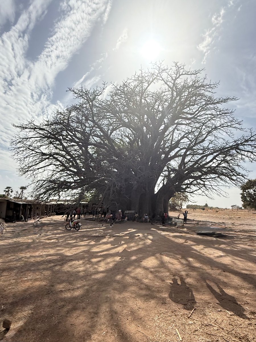 Peetersmark2's tweet photo. The african tree of life #boabob #Senegal #tree #treeoflife https://t.co/MpEKTTiW5O