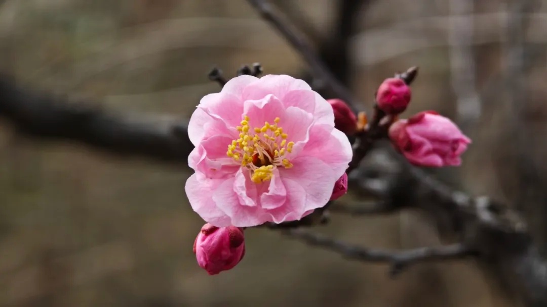 Taian of China tweet media