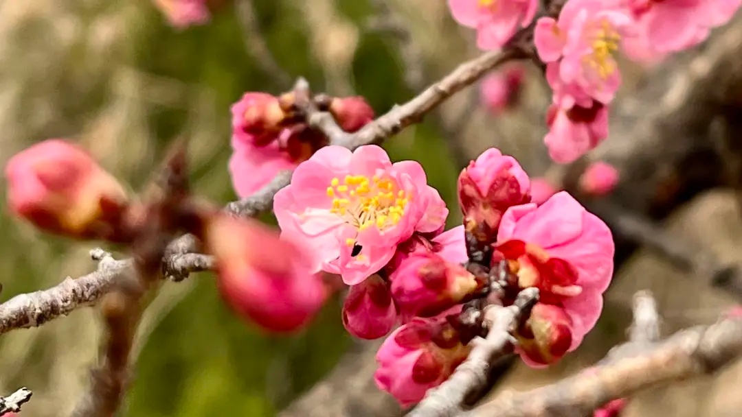 Taian of China tweet media