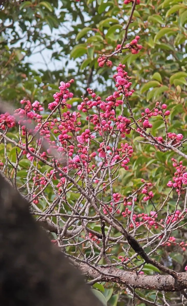 Taian of China tweet media