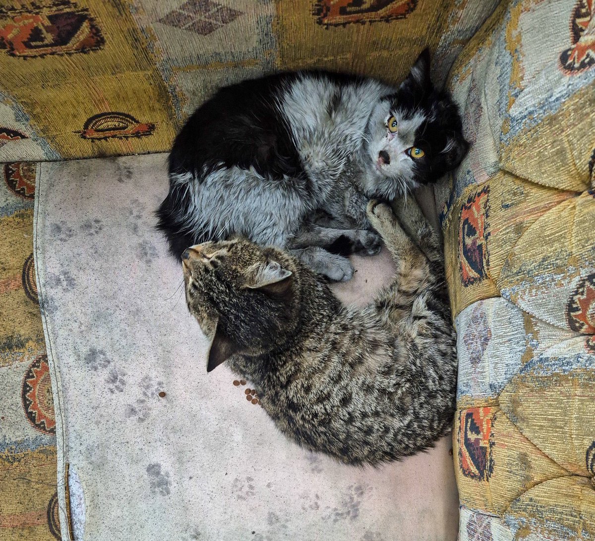 This is a picture of Tehran now. Covered in thick black toxic clouds of smoke, raining oil on 9 million people with cancerous polluted air entering every lung. People breathing this. Animals breathing this. Trees breathing this. A humanitarian and environmental catastrophe.