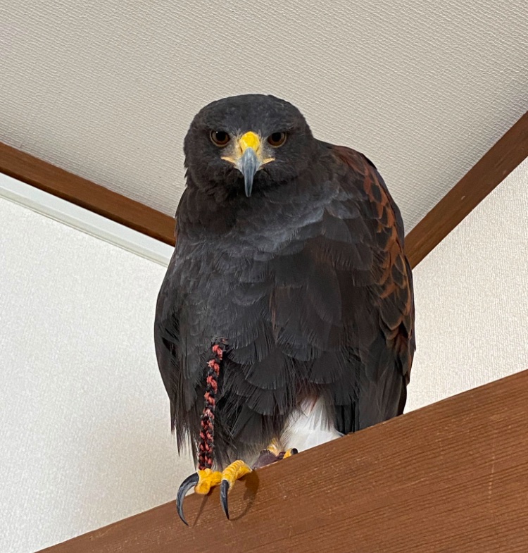 MgehZy's tweet photo. うちのセキュリティは知らない人がきたら頭上から襲いかかるシステム

今のところ犠牲者は旦那のみ https://t.co/aDZzrQU4kW
