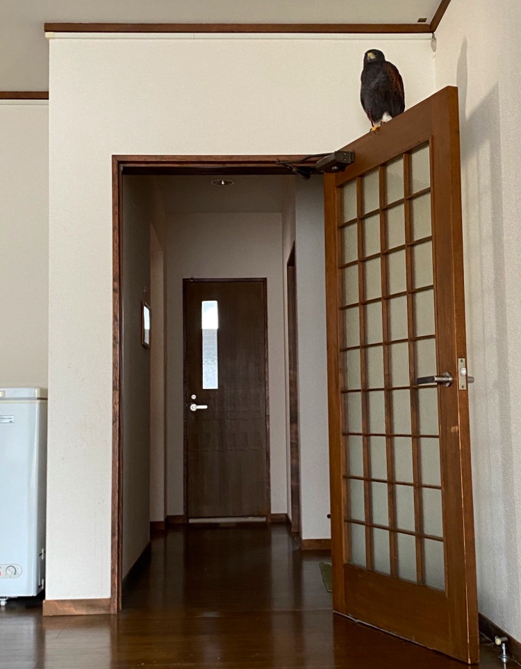 MgehZy's tweet photo. うちのセキュリティは知らない人がきたら頭上から襲いかかるシステム

今のところ犠牲者は旦那のみ https://t.co/aDZzrQU4kW