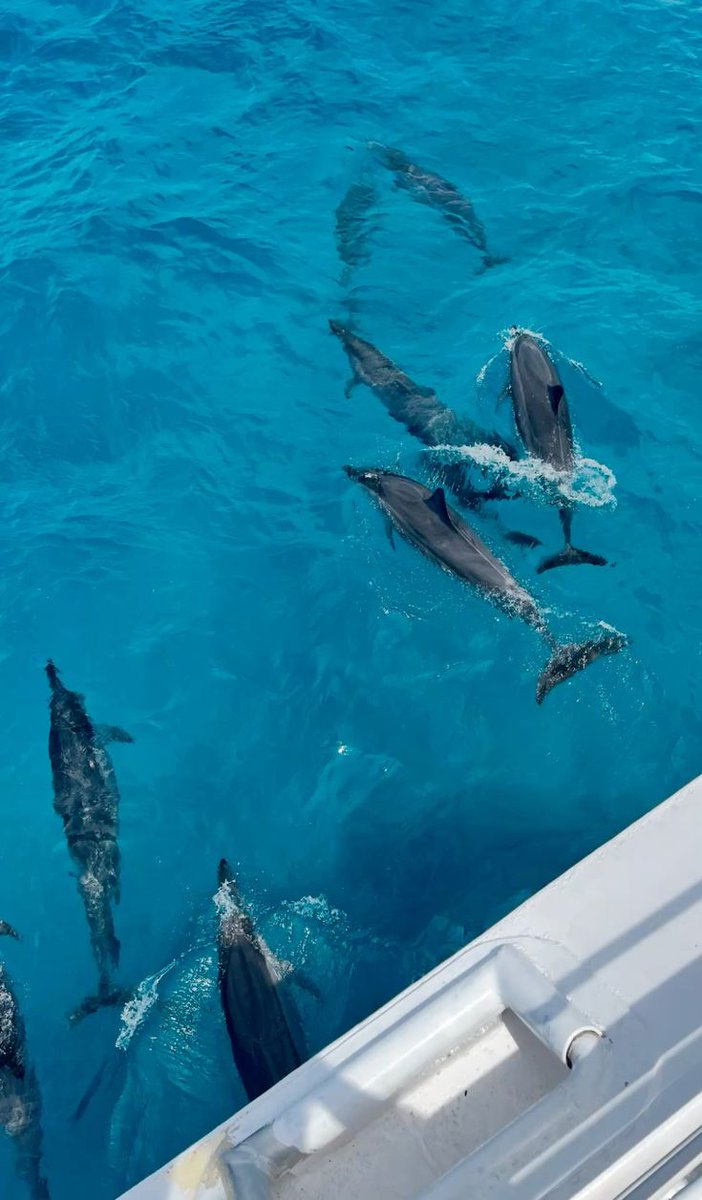 Mauritius Island tweet media