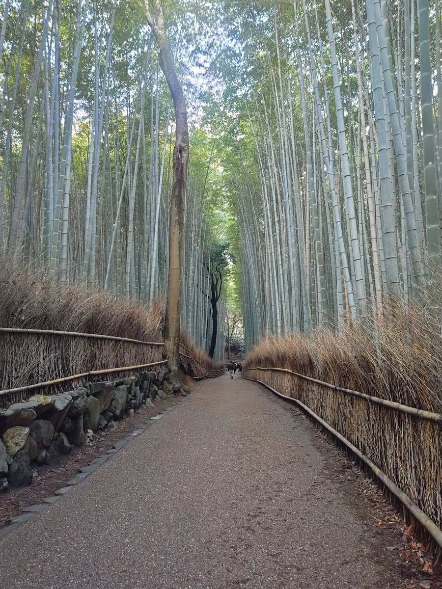 hitomihcx's tweet photo. Bamboo Road/竹林の小径/2026.03.07
#Kyoto #京都 #arashiyama #嵐山
#BambooGrove #竹林
#BambooRoad #竹林の小径
#NearbyBambooGrove #近所の竹林 https://t.co/Cez6dIa9Wx