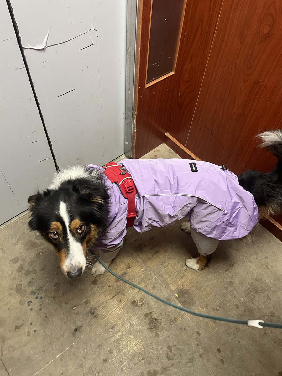 Ludousha's tweet photo. 这个不爽的眼神……
又不是我让今天下雨的——
别瞪我啦！ https://t.co/CAzps7COEo