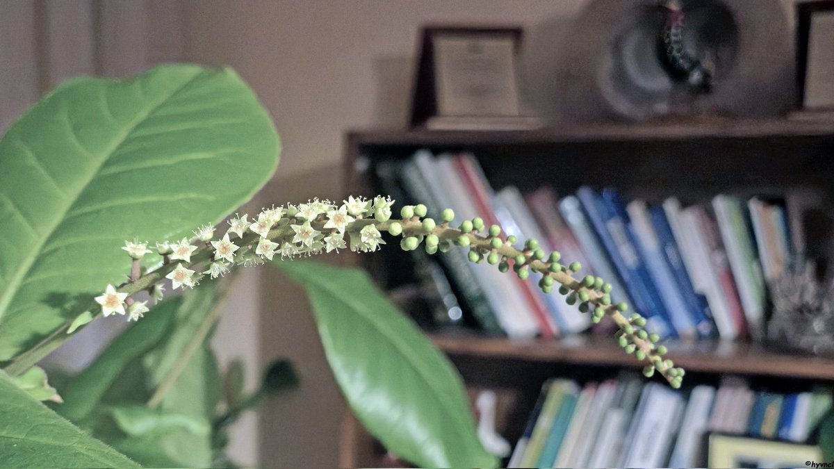 OzgunSozuer's tweet photo. https://t.co/FO7EsEQ4PA

Beach Almond | Terminalia catappa | TROPİK BADEM

#catappadiaries #beachalmond #terminaliacatappa #costarica #playaalmendro #plantsofX #catappaleaves #invasiveplants #pintofotografía #ThePhotoHour #yourshots #photooftheday #photohdr #fotorshot https://t.co/L3ymLukubB