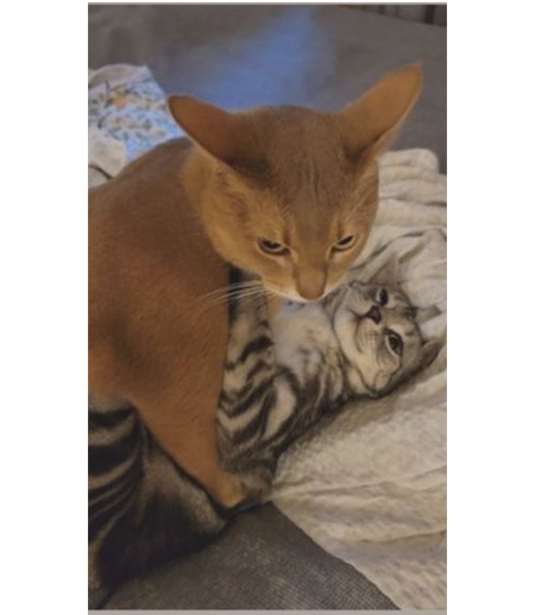 — case ⋆✴︎˚｡⋆ 🐺🐍! tweet media