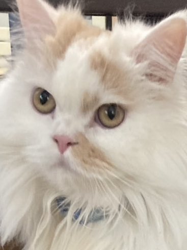 Muutan110815's tweet photo. ああああわああああ！
久しぶりにINしました、生きてます、生きてますとも、うちの猫も生きてますとも、 https://t.co/MPl7yZcfEv