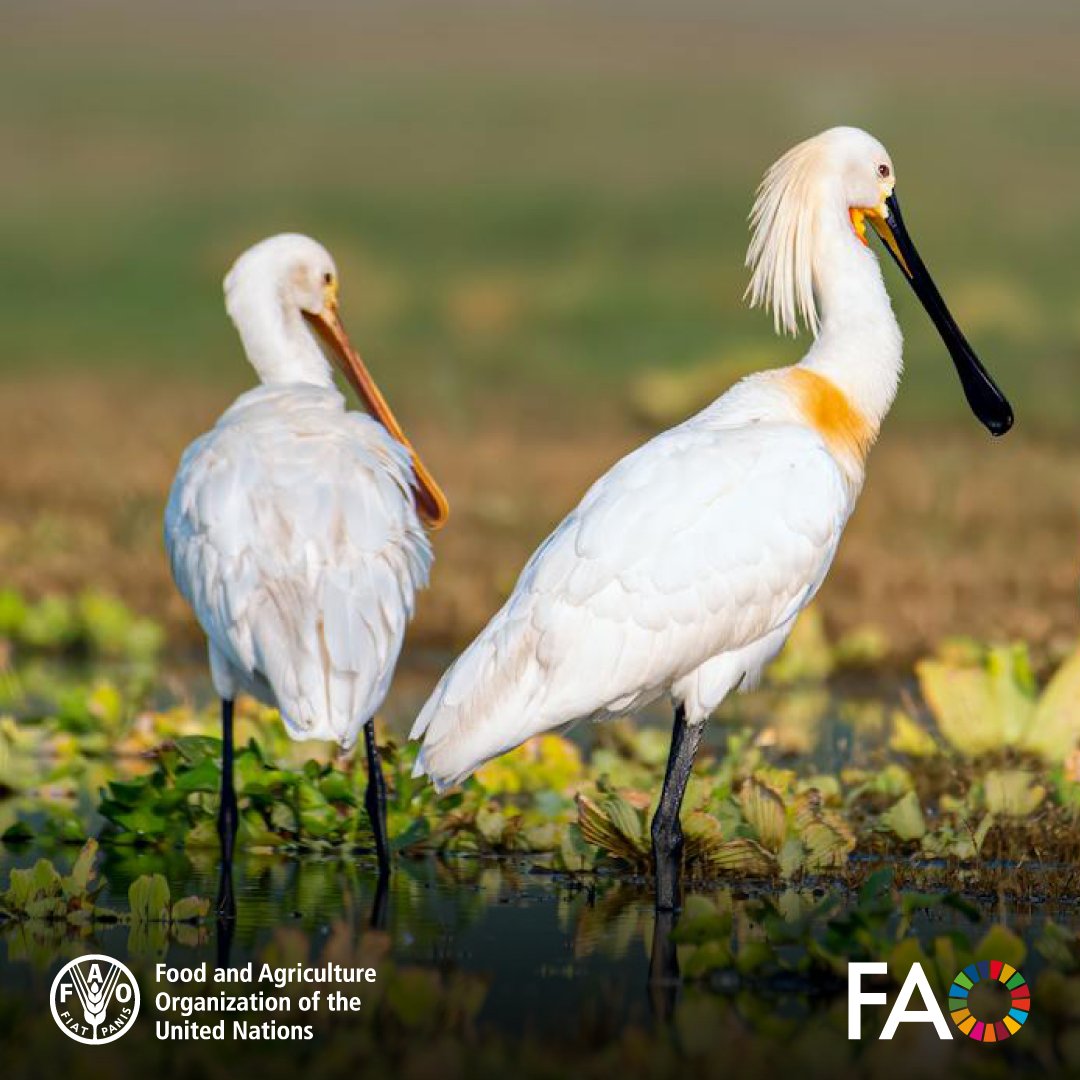 FAO Livestock tweet media