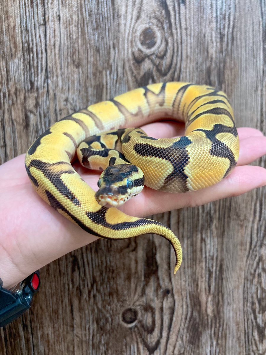 【新入荷】
ボールパイソン
Pastel Orange Dream Enchi Yellow Belly ♀
エサ食い抜群◎オススメです🫡

本日3/9も20時まで営業、明日はお休みです。

お問合せはアカウントをフォロー後に
DM📩にてお願いいたします🙏🏻

#ジャングルハンター #JH豊橋 #JH京都