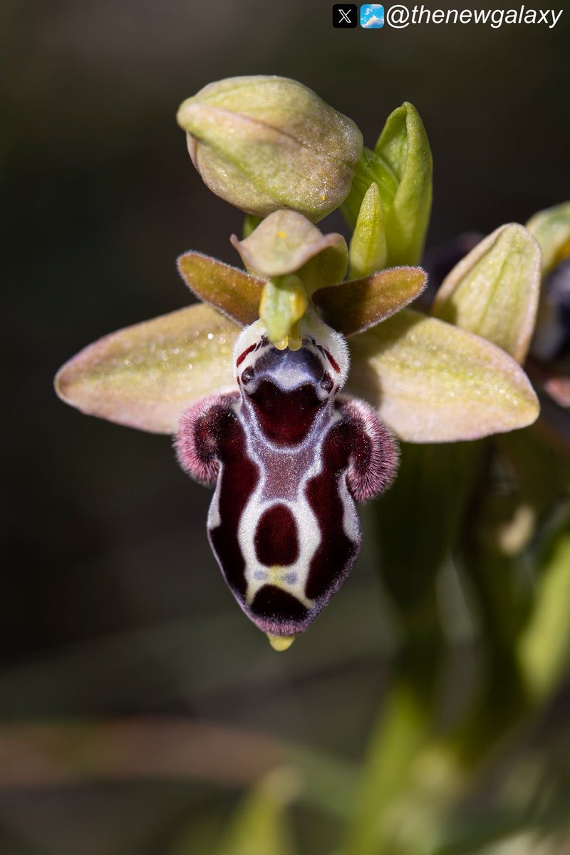 Mariposa Nature Tours tweet media