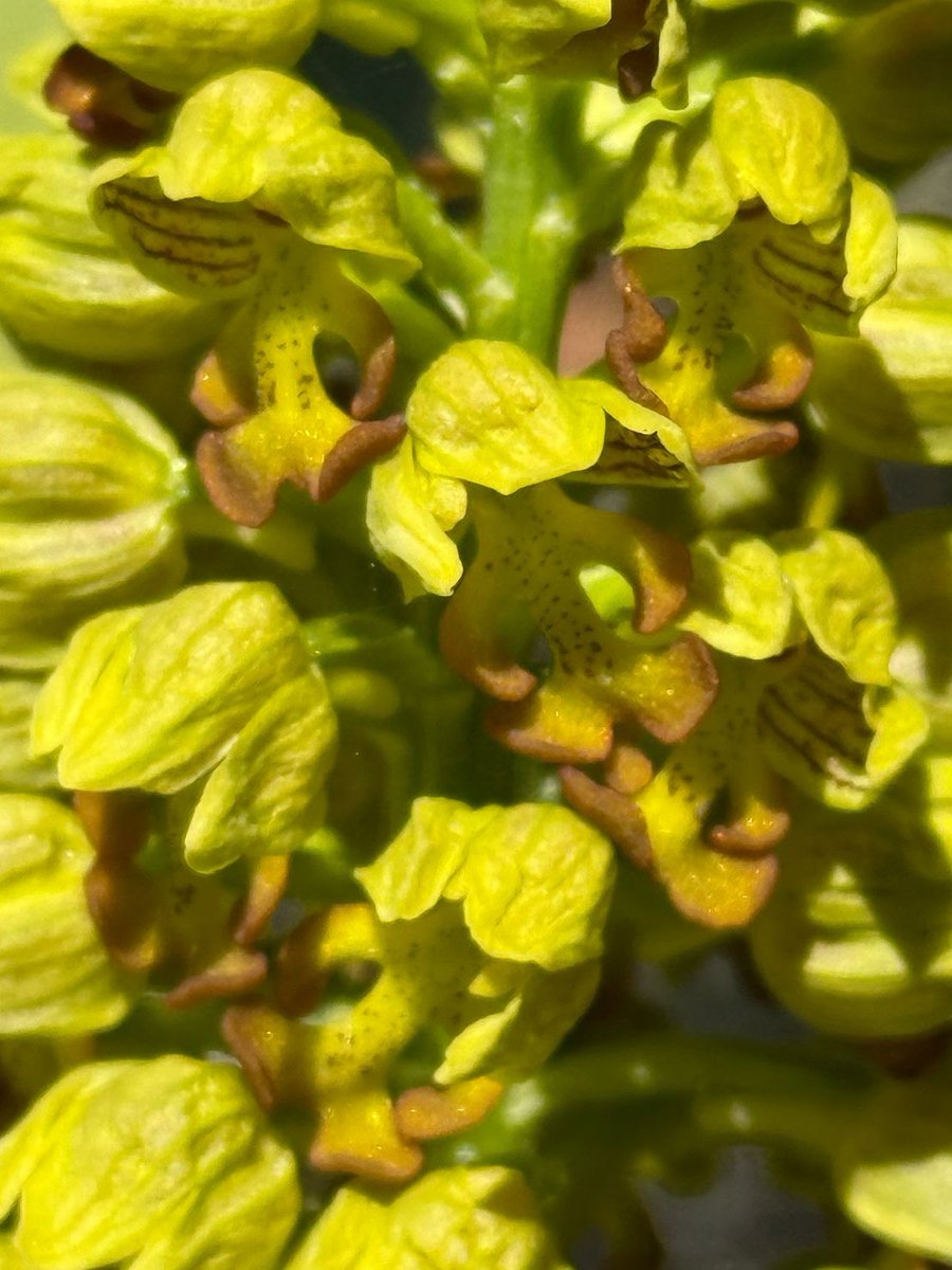 Mariposa Nature Tours tweet media