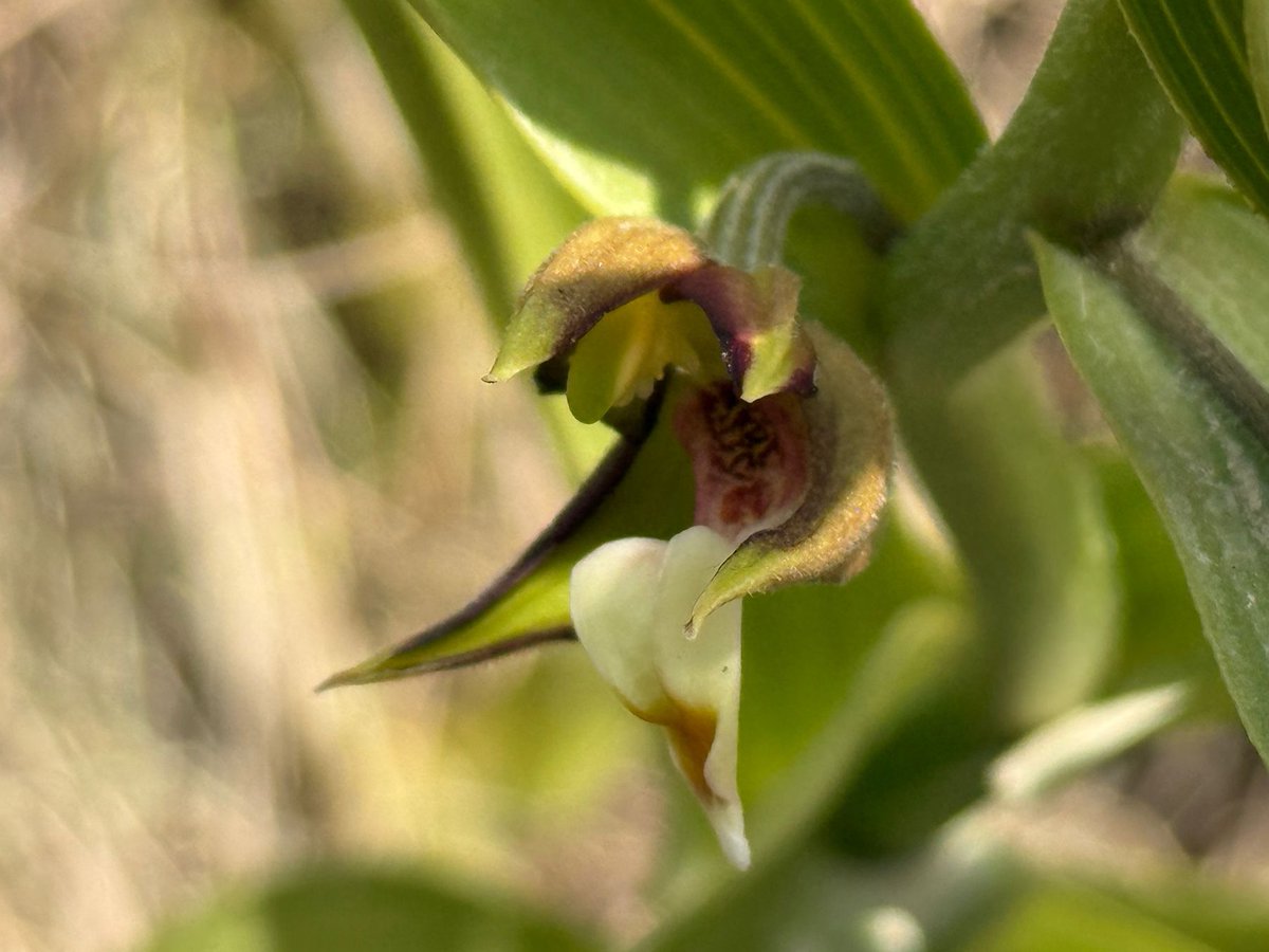 Mariposa Nature Tours tweet media