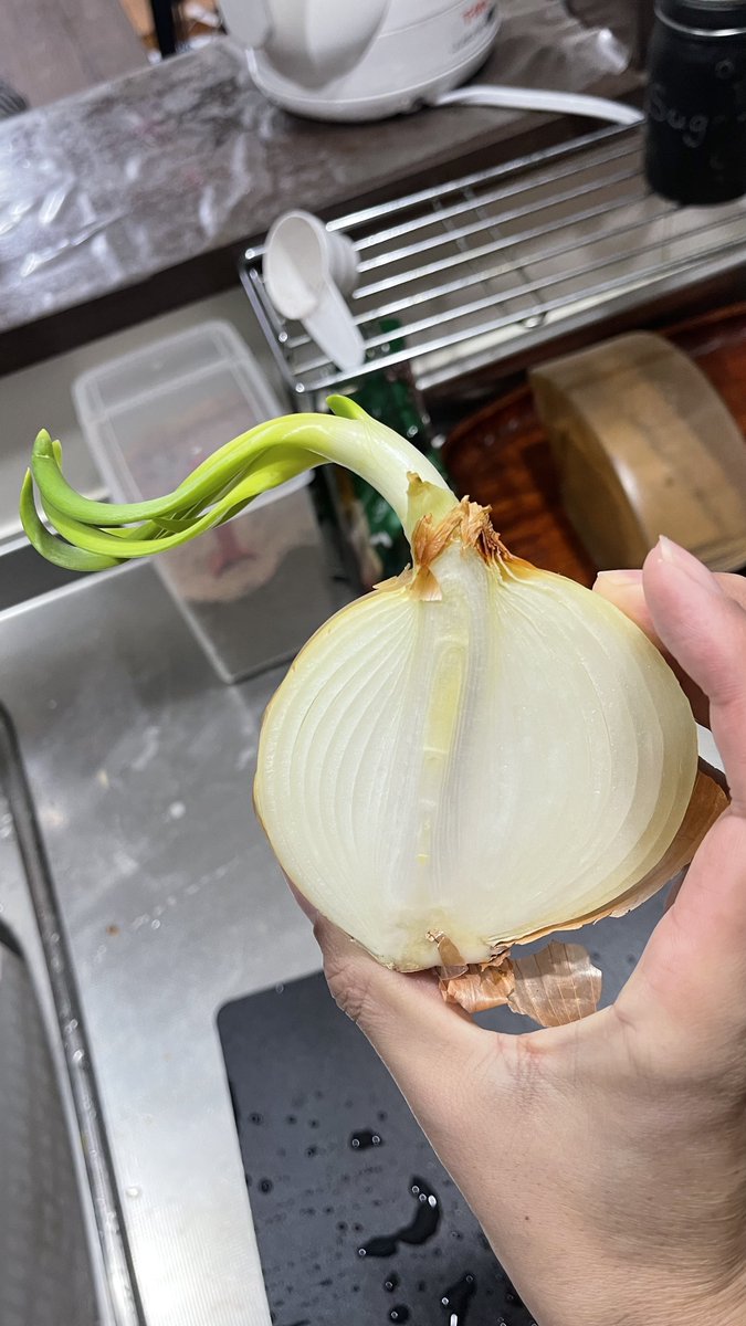 HiroshimaMinato's tweet image. ちょっと自炊をサボってるウチに・・・🧅🌱

3/11（水）広島FMの番組 #山本将輝 の #PUSH に出演してみなとフェスタの告知しま～す📢
やまモンとは1年ぶり？になるけど、噛まないように注意して楽しくおしゃべりしてくる♪

ボクの出番は3/11　16：10頃だそうです～🙈