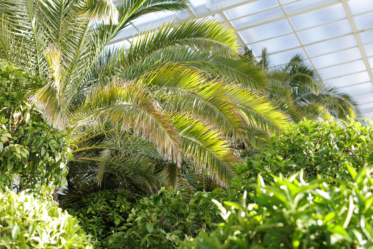 JardinLuco's tweet photo. Un palmier sous toutes ses coutures 🌴 https://t.co/uwyyiH5yWZ