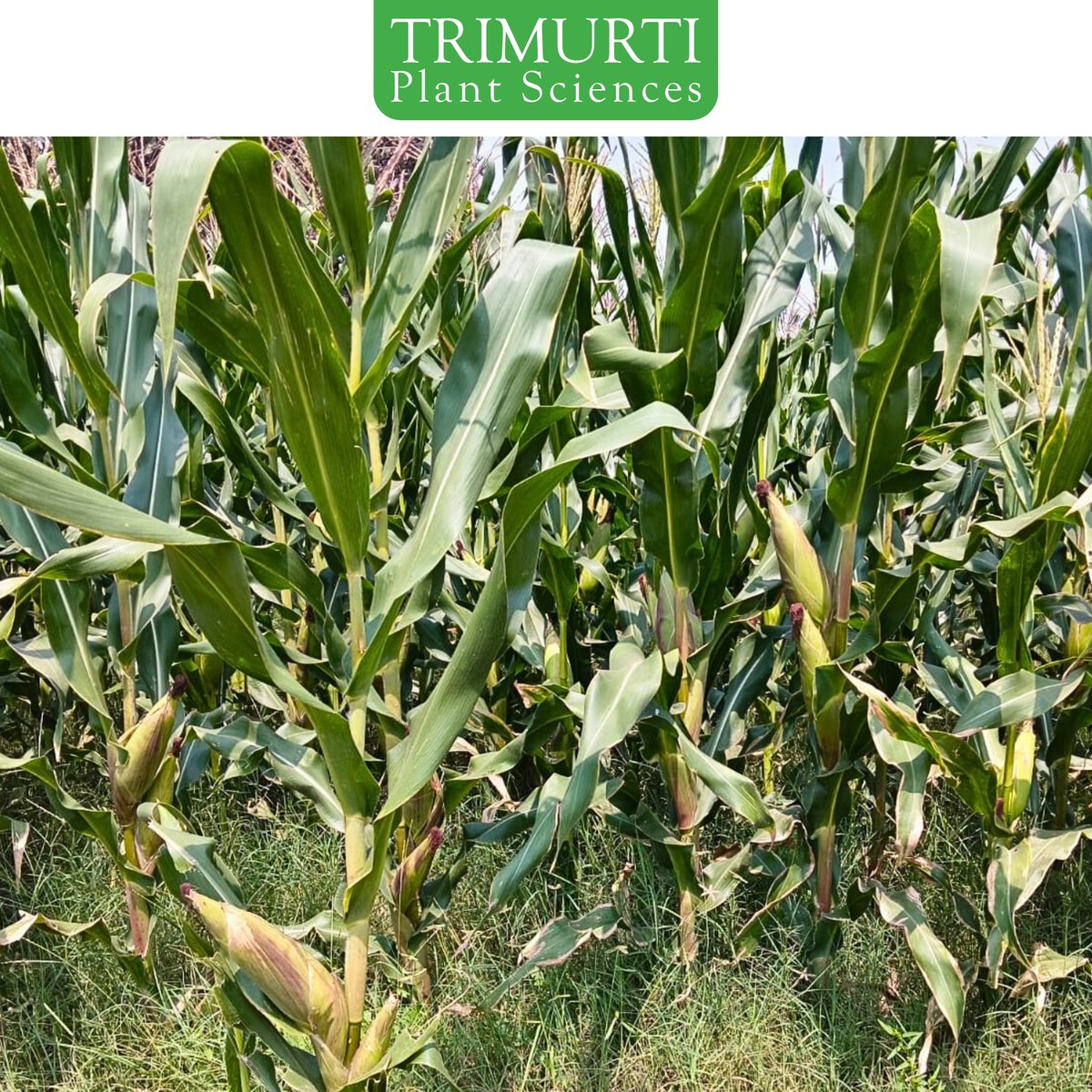 🌽 త్రిమూర్తి TMMH-8842 – అధిక దిగుబడి హైబ్రిడ్

➡️ 🌽 మధ్యస్థ పరిపక్వత మొక్కజొన్న హైబ్రిడ్
ఖరీఫ్ : 90-100 రోజులు
రబీ : 110-120 రోజులు
➡️ 🌽 పొడవైన కంకులు – ప్రతి కంకికి 16 - 18 వరుసలు
➡️ 🌽 ప్రతి వరుసకు 40 - 45 విత్తనాలు

 సంప్రదించండి: 9393802802