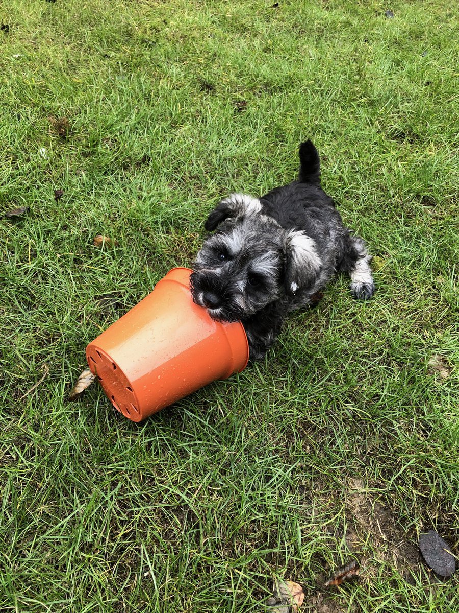 It’s my 8th Gotcha Day 🐾 #Schnauzergang  🐾 #dogsoftwitter 🐾
