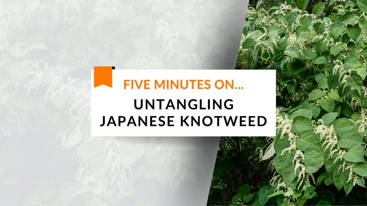 OneSearch tweet media