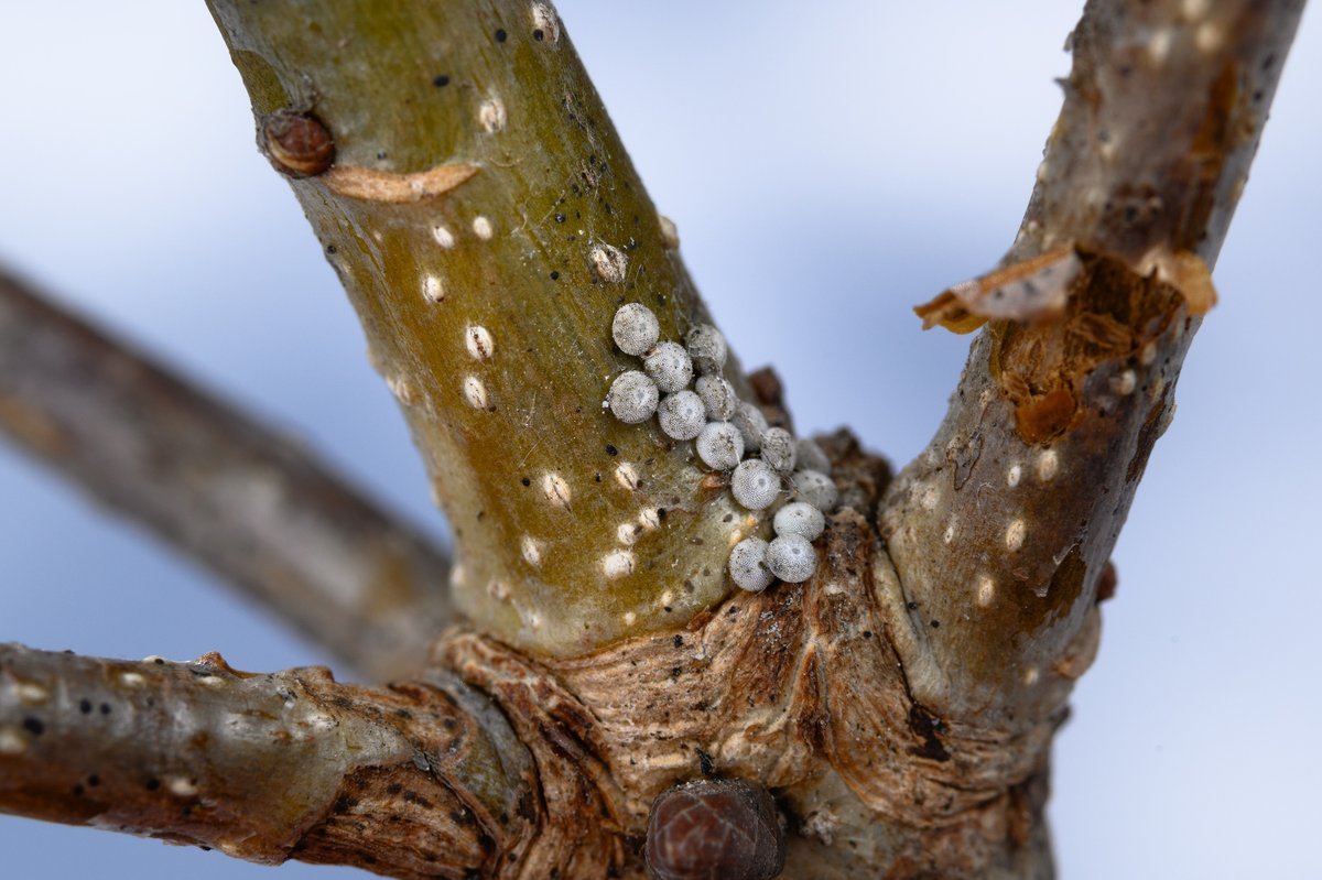 KUDO Seiya tweet media