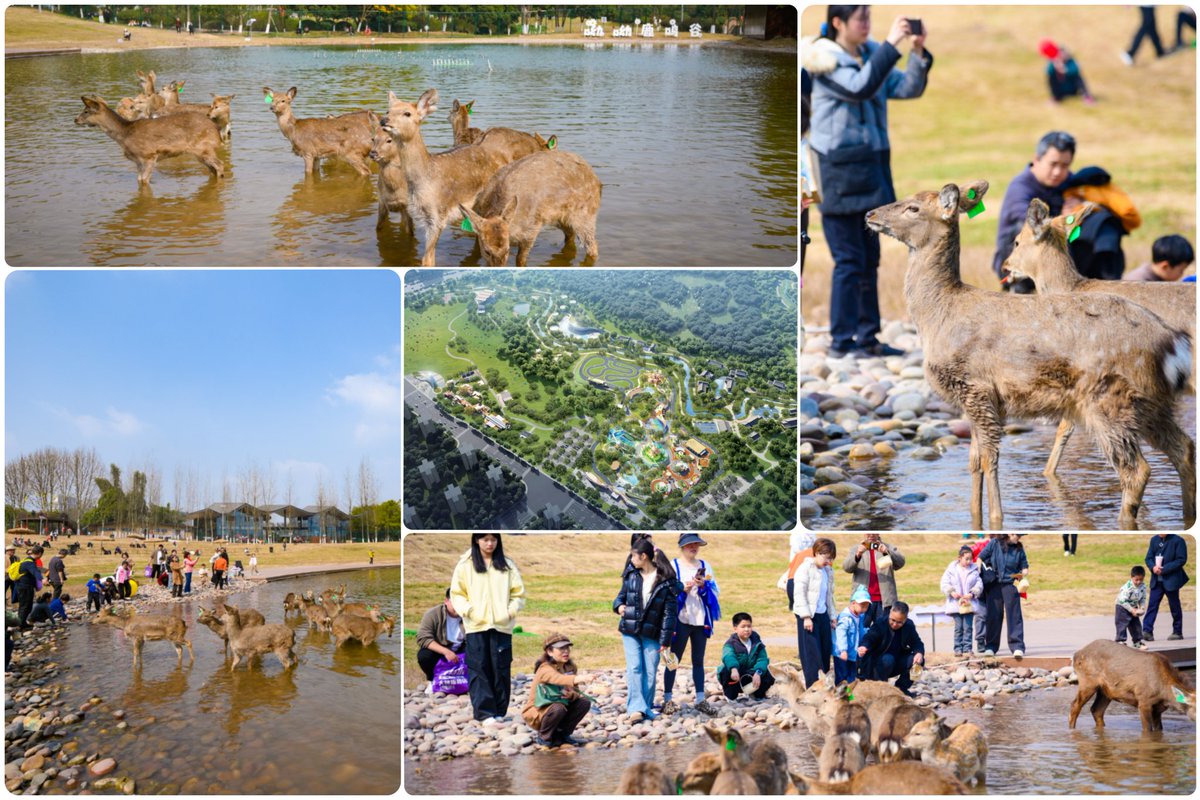 SuiHen34059's tweet photo. 位于重庆两江新区鱼复新城的三板溪鹿野公园以“国风艺术水岸公园”的全新定位正式焕新亮相，是友友们与梅花鹿零距离互动的快乐主题乐园！ https://t.co/WgETbx65iu