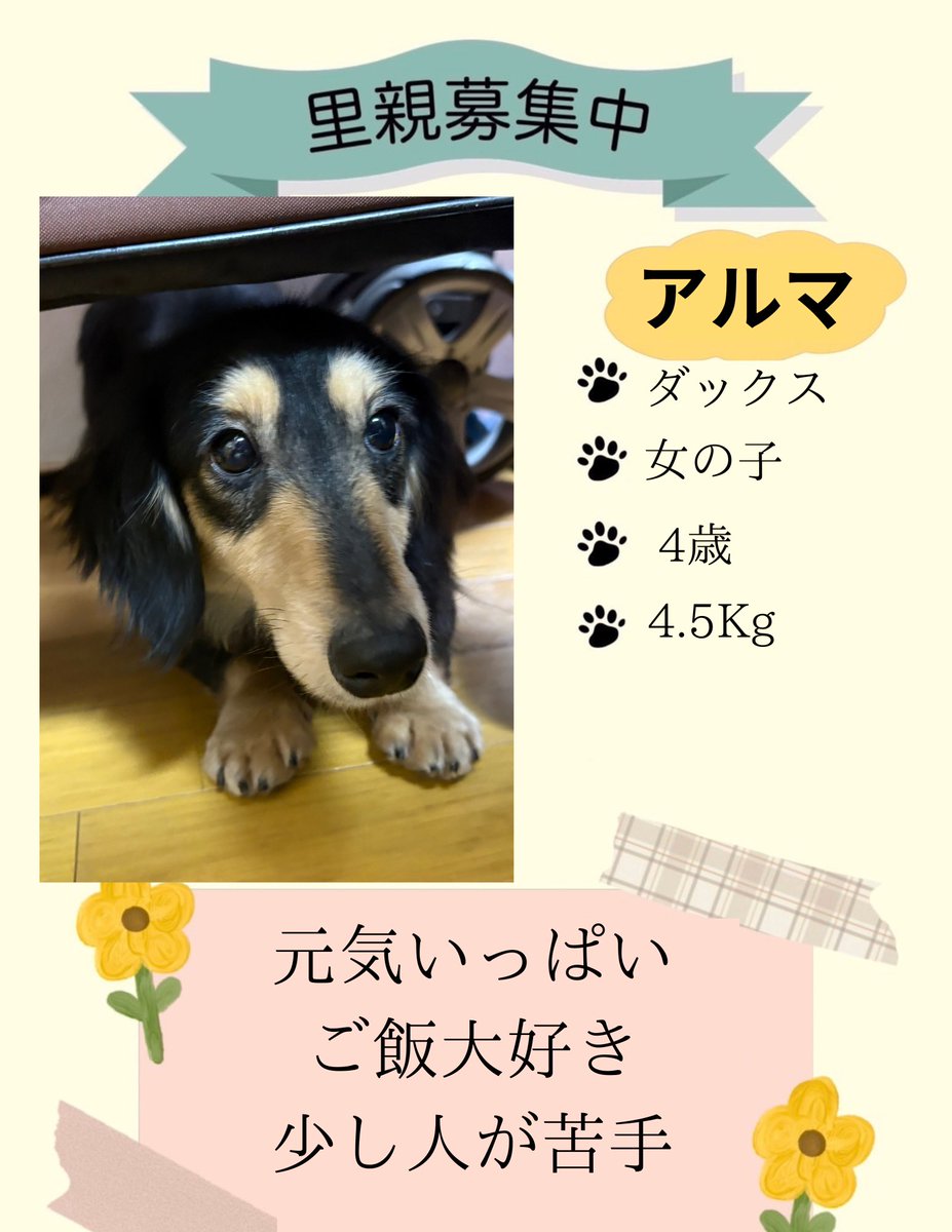 dcproject1122's tweet photo. 新しくダックスのアルマちゃんを保護しました‼️

＊アルマ＊
性別　メス♀
犬種　ダックス
年齢　推定4歳
体重　4.5kg

#いぬねこプロジェクト
#里親募集中
#保護犬 #保護猫
#犬　#猫 https://t.co/qOkrcHOVeY