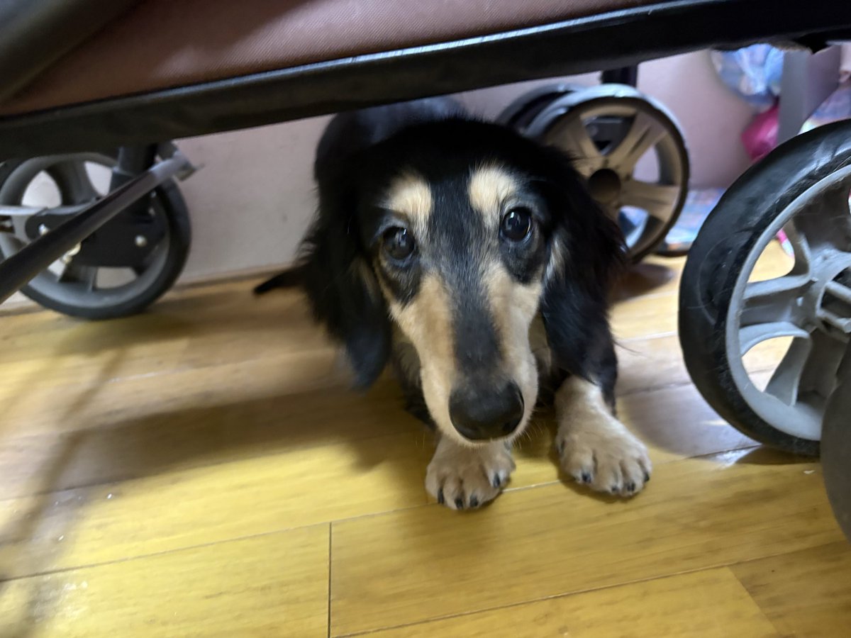 dcproject1122's tweet photo. 新しくダックスのアルマちゃんを保護しました‼️

＊アルマ＊
性別　メス♀
犬種　ダックス
年齢　推定4歳
体重　4.5kg

#いぬねこプロジェクト
#里親募集中
#保護犬 #保護猫
#犬　#猫 https://t.co/qOkrcHOVeY