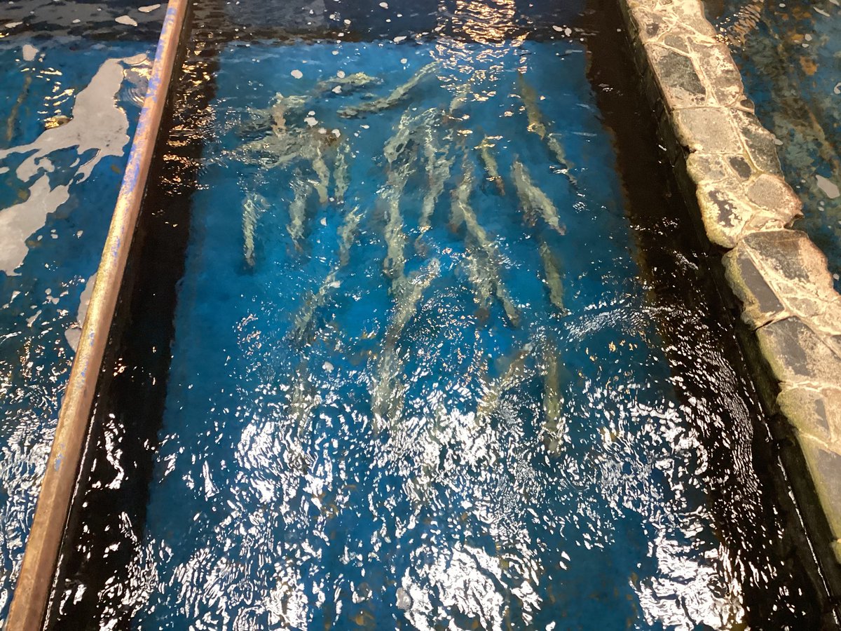 warakushin's tweet photo. 🦑【泳ぎイカ入荷のお知らせ】

天然の泳ぎイカが入荷しました。

旨みと甘みが格別の新鮮な泳ぎイカをぜひお楽しみください✨

お造りの後の頭・足は
**「天ぷら」「塩焼き」「細切り」**に
無料で調理いたします。
#和楽心 #和楽心魚住店 
#泳ぎイカ #泳ぎイカお造り 
#いけすのあるお店 https://t.co/NJ9PH0U4nN