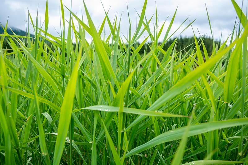 Lake Grass 2

peloblanco-photo.pixels.com/featured/lake-…