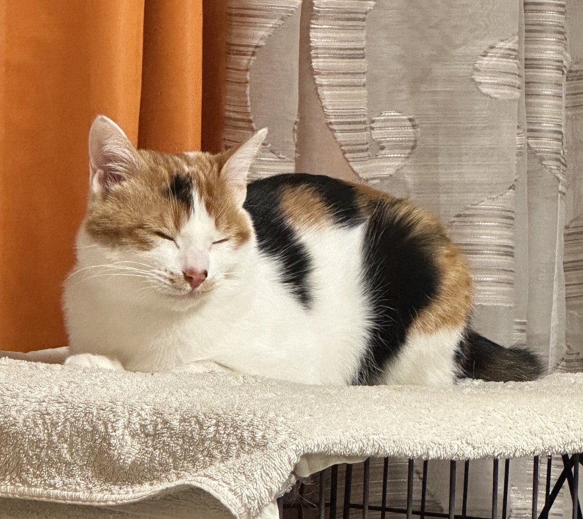 むぎ。RyokoGomi五味涼子 tweet media