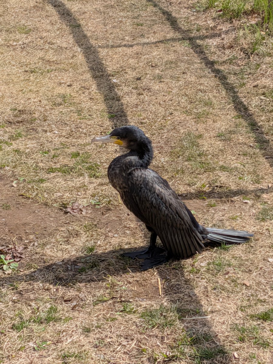 ayaling0421's tweet photo. 「ねぇ。でっかいカラスがいるよ!」
「あれは鵜だね。逃げないから人に飼われてたね。」
「え！！鵜って飼えるの？」
「だって【鵜飼】っているでしょ。」
「…ですね」 https://t.co/dQ8ASKoRGo