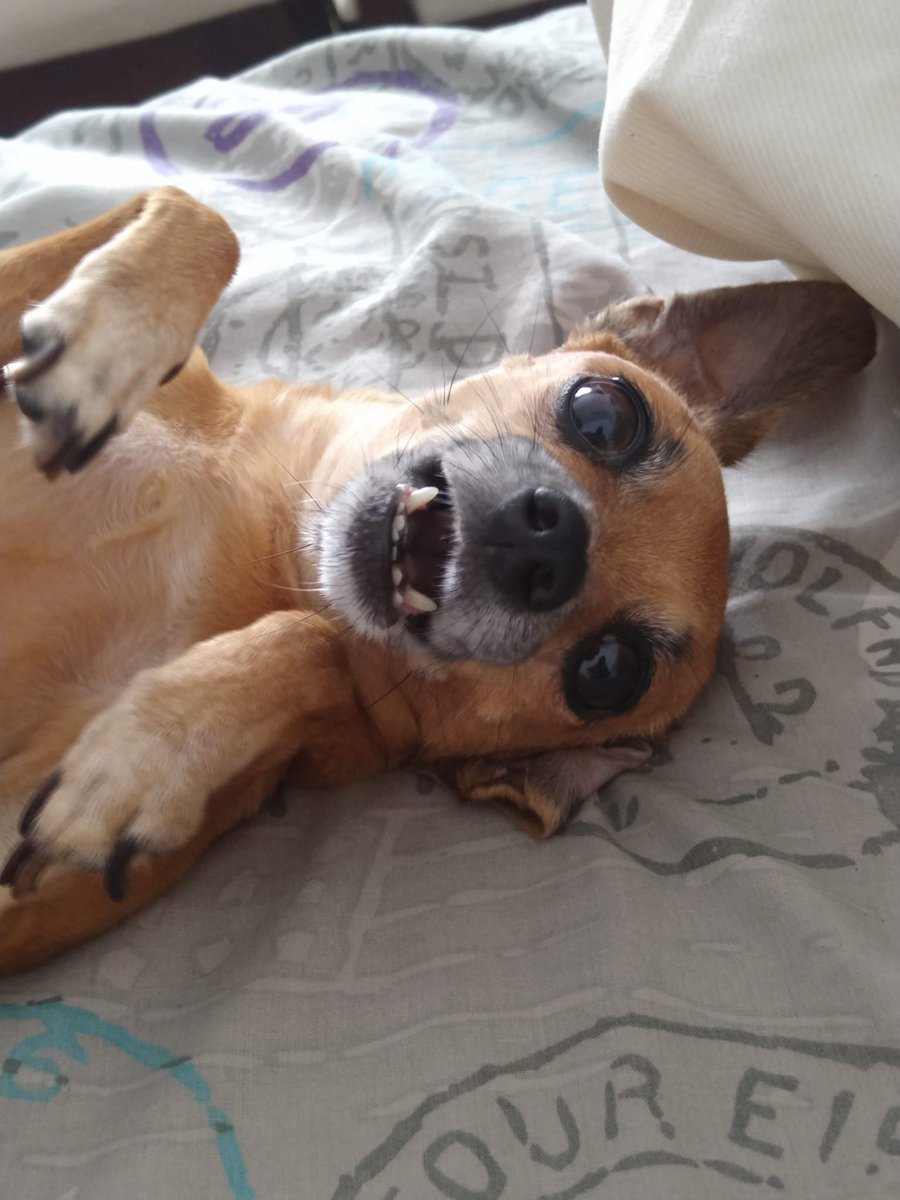 baretivera's tweet photo. Tengo mil fotos contigo mi vida, pero prefiero verte a ti, siempre tan hermosa.
Nunca me van alcanzar las palabras para expresar todo lo que te amo y te amare. 
Descansa mi tilisita hermosa ❤️❤️❤️ https://t.co/wYP1xpbTt3
