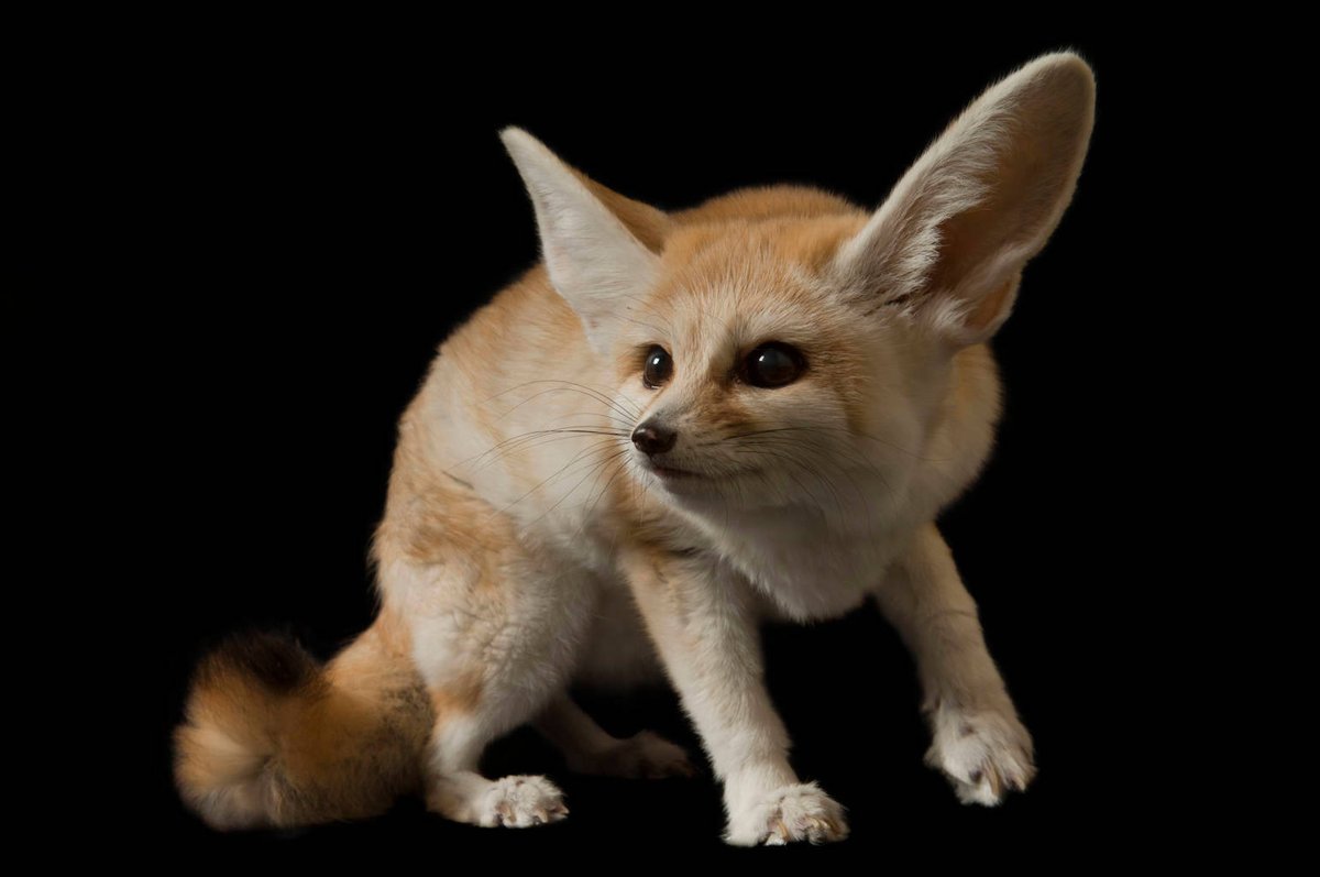 FennecEveryHr's tweet photo. https://t.co/CBxrogD6Ch