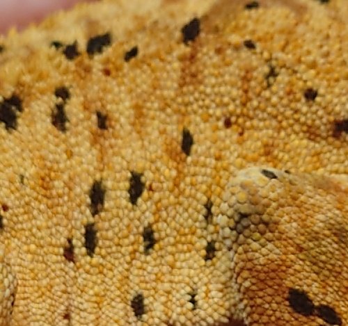 BB Gecko's@近畿レプタイルズマーケット【3/1】 tweet media