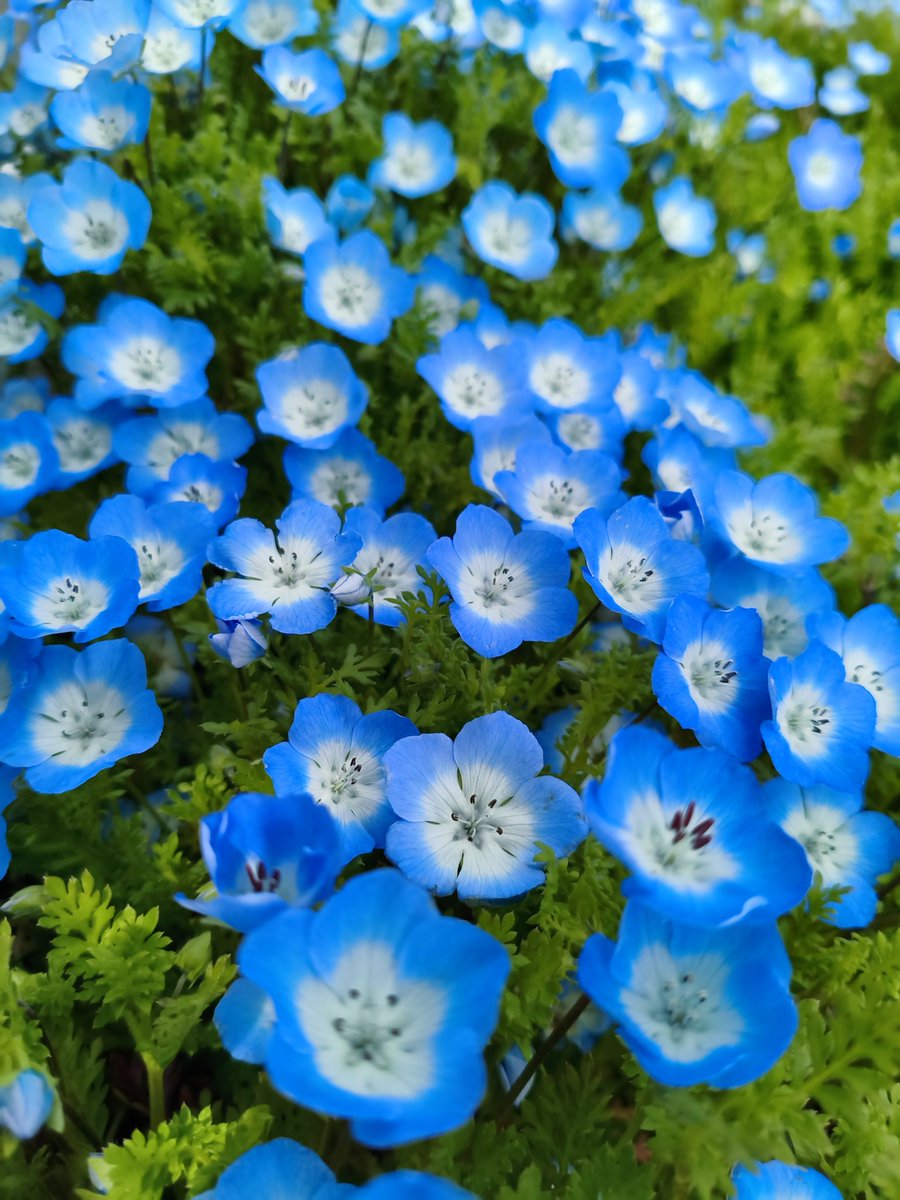 F'elis Rhul @子育て中なので少しだけイン tweet media