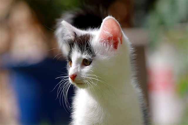 Henry Cauthen tweet media