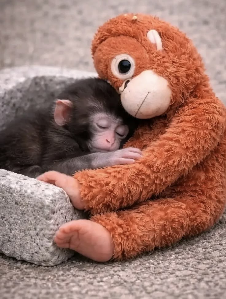Animal tweet media