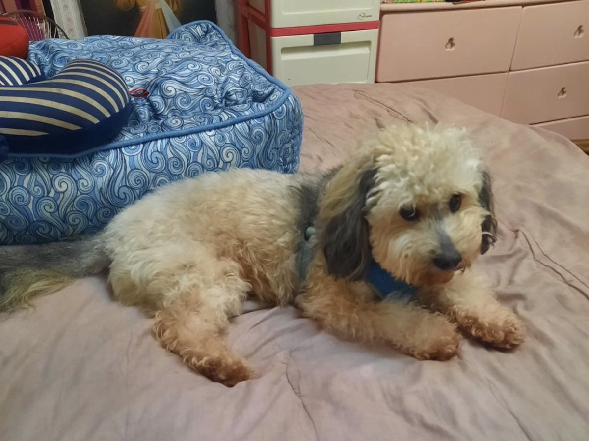 gvillalazh's tweet photo. Este perrito se soltó de su pechera, dejando su plaquita con sus datos. 
Su nombre es GIANLUCA, tiene 2 años y es de la raza Maltipoo. Se perdió en Calle 50 a las 7 de la noche de hoy. Corrió hacia los lados de vía Brasil. Cualquier dato al 6614 0786. Es apoyo emocional. https://t.co/ThPnk4KNyY