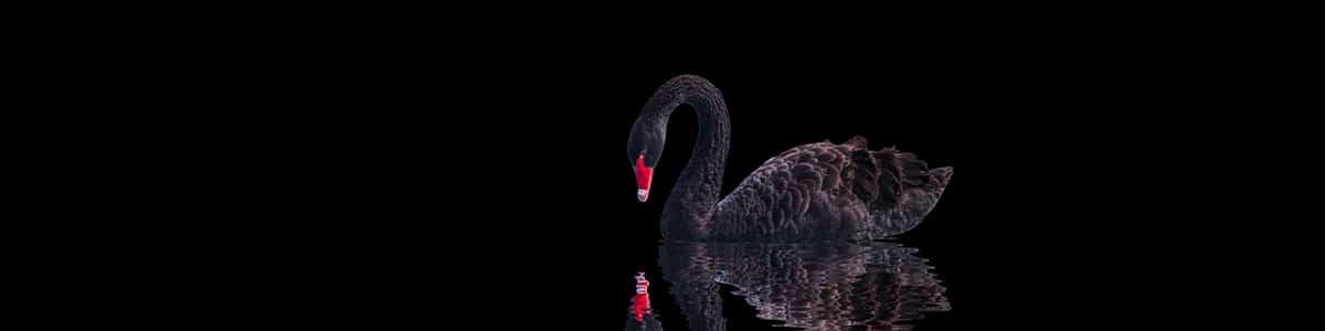 edward elric tweet media