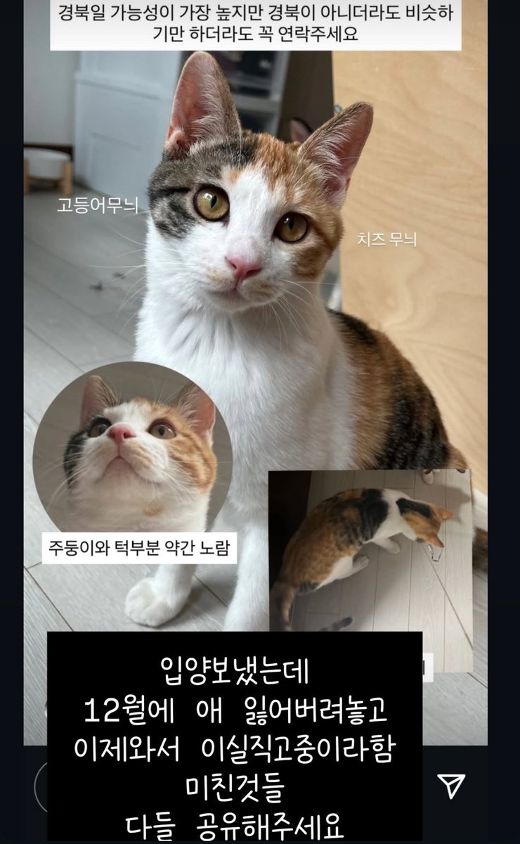 ang_cheese's tweet photo. 진짜 열받음;ㅅㅂ 입양자 자녀분이 고양이 산책시킨다고 나가서 애 잃어버려놓고 인스타탈퇴 + 번호변경 + 잠수탐

잠수타서 집 찾아가니까 그제서야 연락주고 애가 집찾아오니 무서워한다 ㅇㅈㄹ
🚨공유해주세요 아이 찾아야합니다 도와주세요🔥 https://t.co/xbc6ZZ07cs